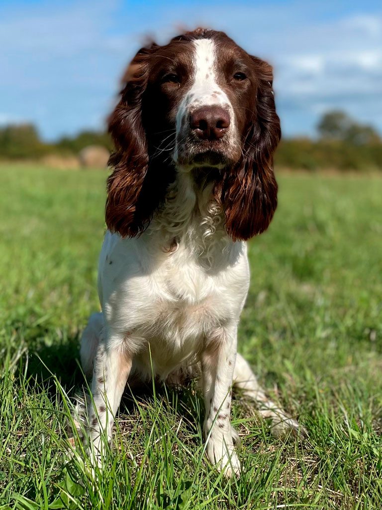Twig | Glasybont Gundogs