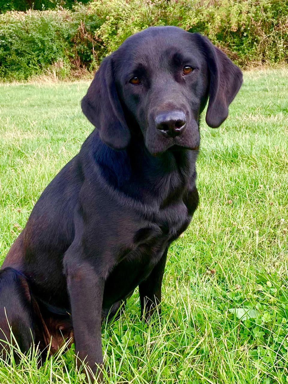 Boond Dogs Bode | Glasybont Gundogs